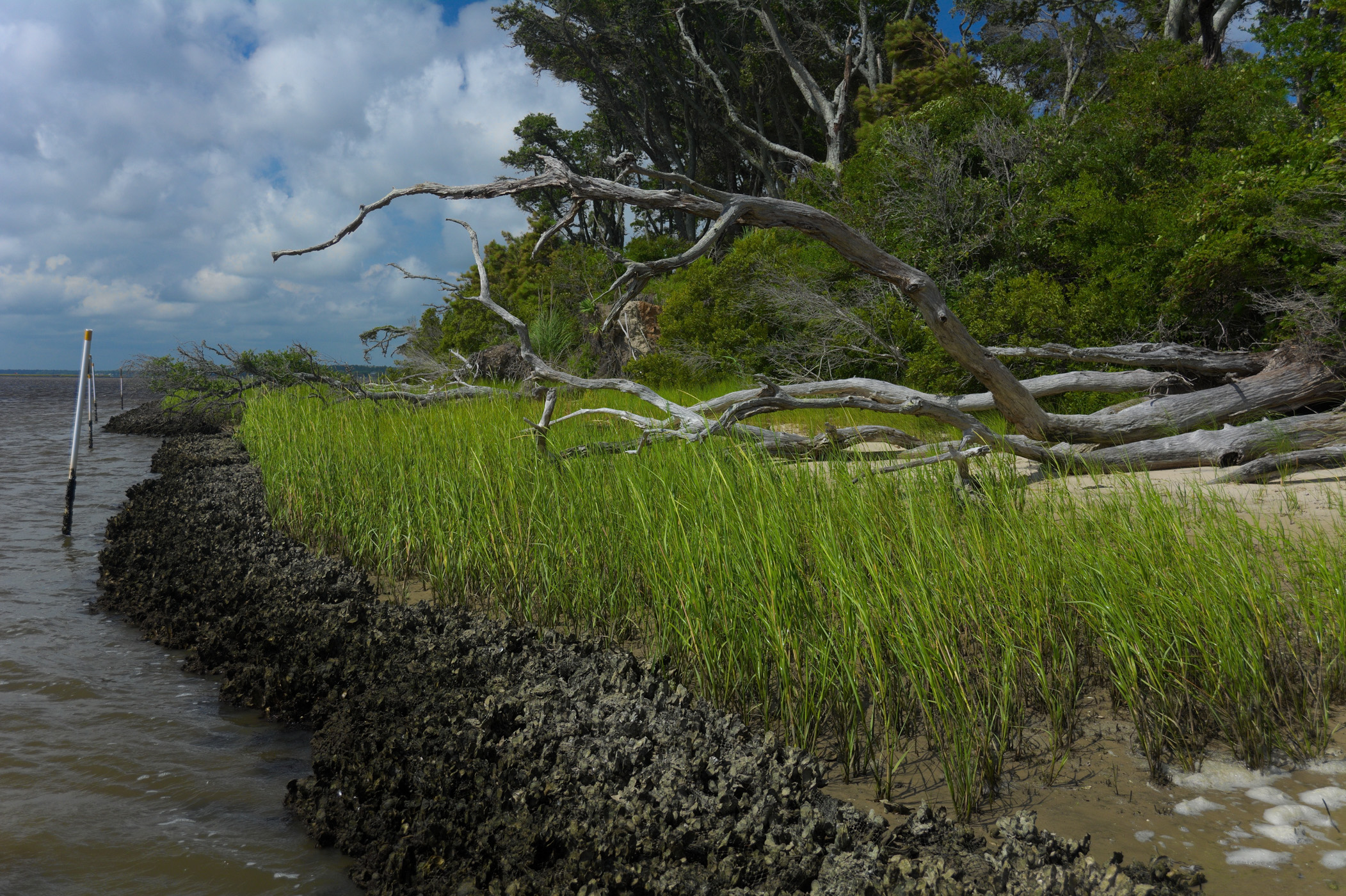 Learn About Living Shorelines